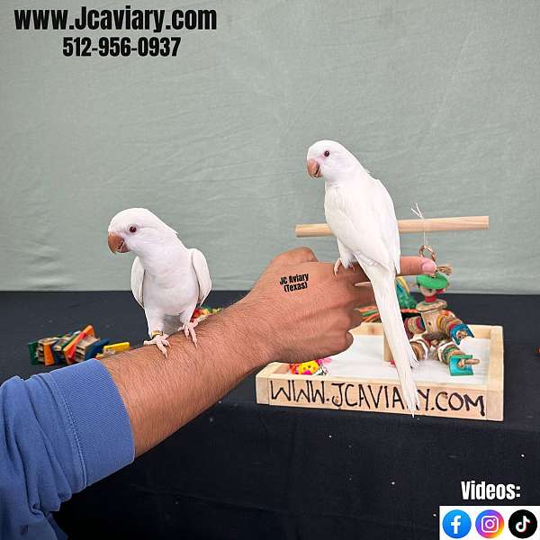 green-green-cheek-conure-for-sale