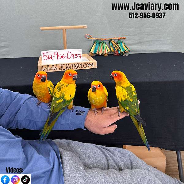 scarlet-bird-for-sale-in-austin-tx