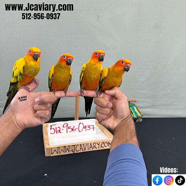 green-cheek-conure-for-sale