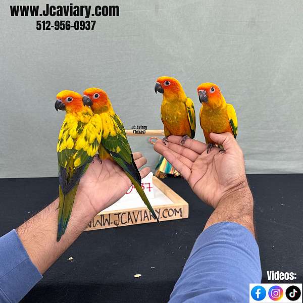 green-green-cheek-conure-for-sale