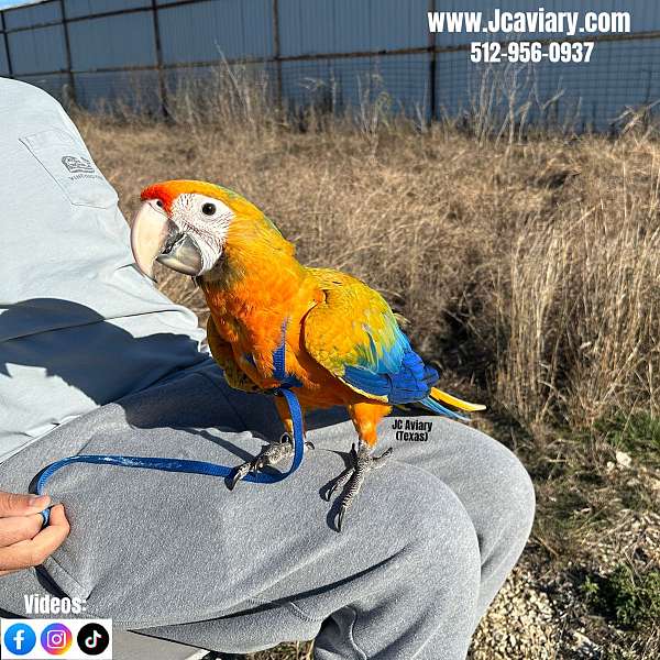 red-green-cheek-conure-for-sale