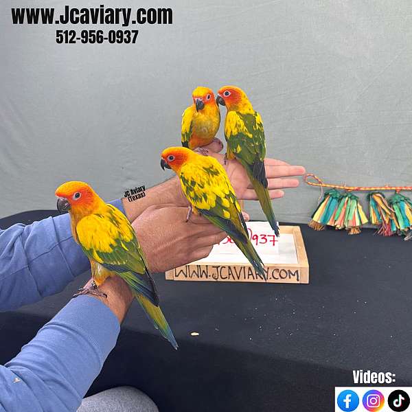 red-green-cheek-conure-for-sale