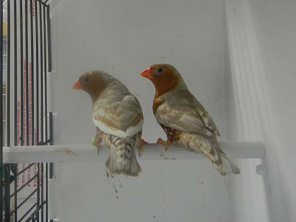 zebra-finch-for-sale