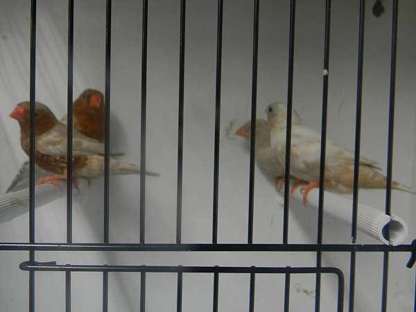 male-zebra-finch-for-sale