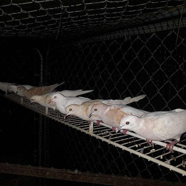 diamond-dove-for-sale-in-allegan-mi