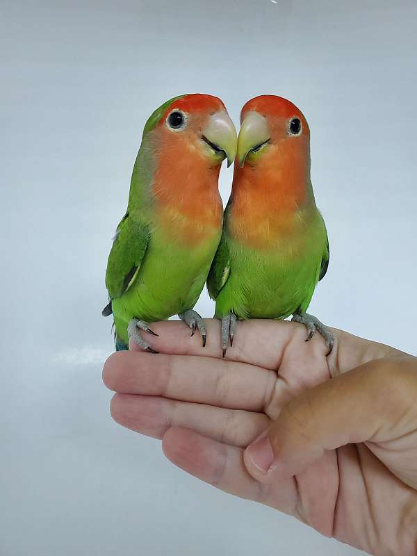 peach-faced-lovebird-for-sale-in-moon-township-pa