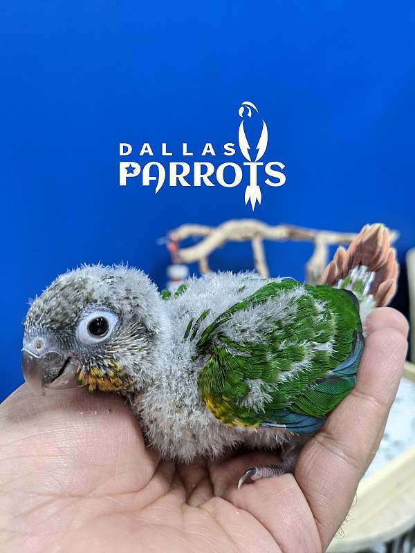 green-cheek-conure-for-sale-in-flower-mound-tx