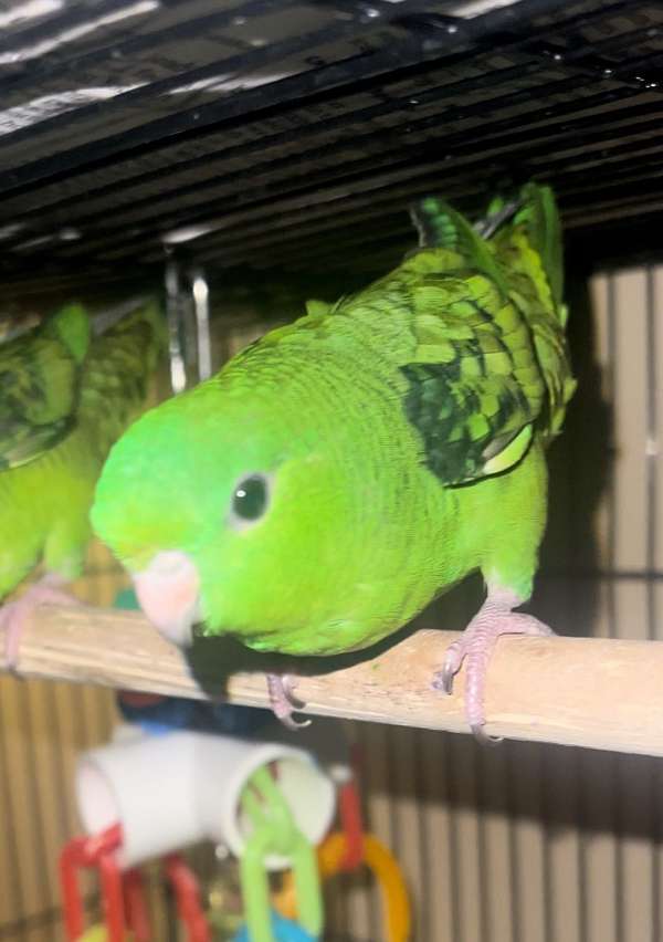 bird-for-sale-in-marshfield-mo