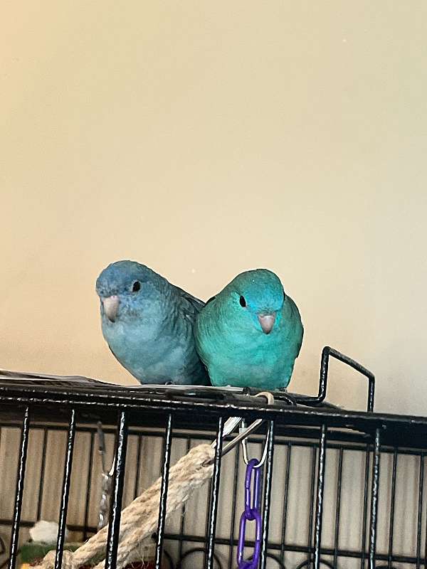 cobalt-parakeet-lineolated-parakeet-for-sale
