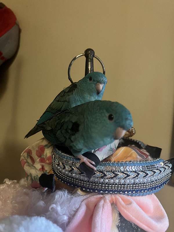 lineolated-parakeet-for-sale