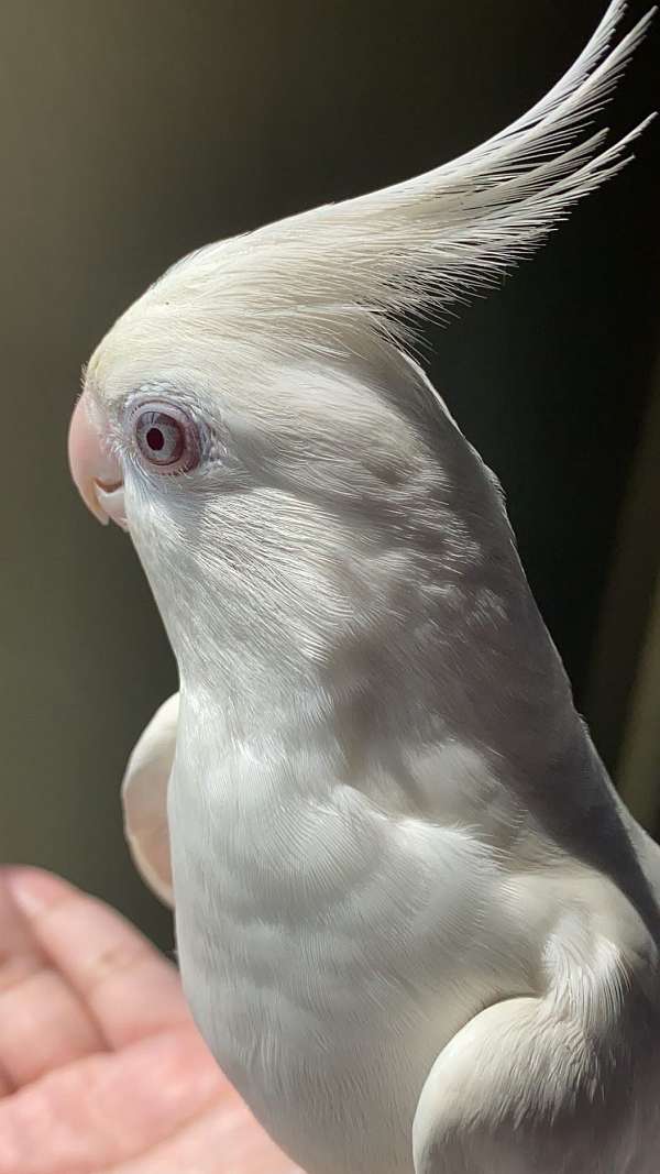 albino-cockatiel-for-sale