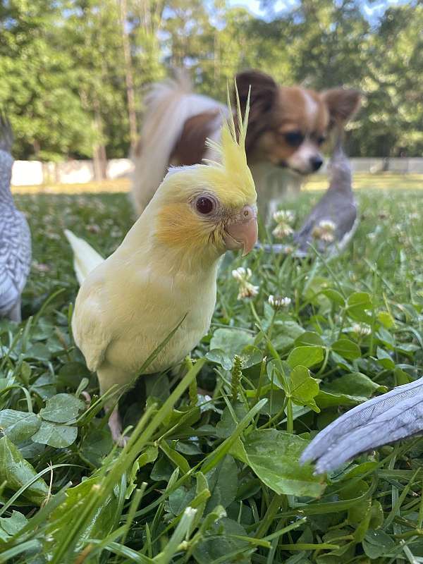 pearl-cockatiel-for-sale