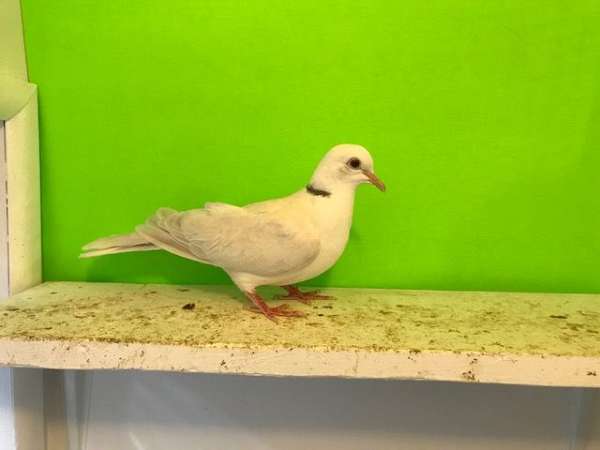fawn-ringneck-dove-for-sale