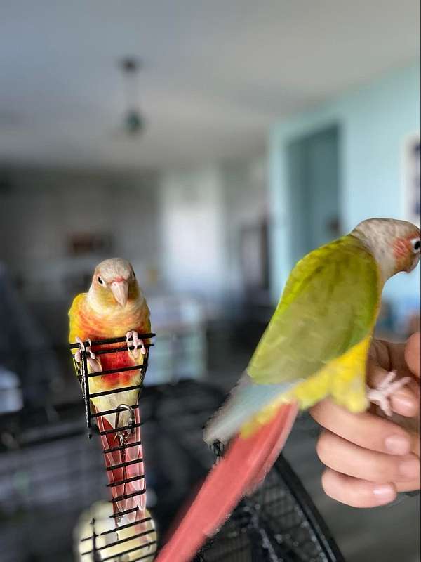 playful-bird-for-sale-in-clermont-fl