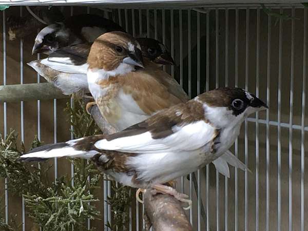 society finch for sale near me