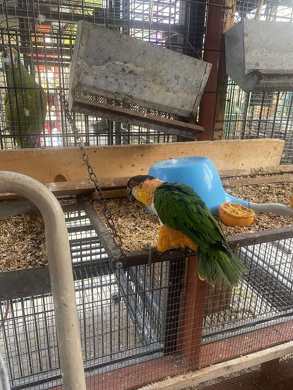 poicephalus-parrots-for-sale-in-downey-ca