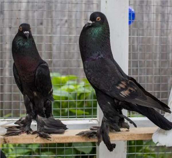 bonded-pair-bird-for-sale-in-framingham-ma