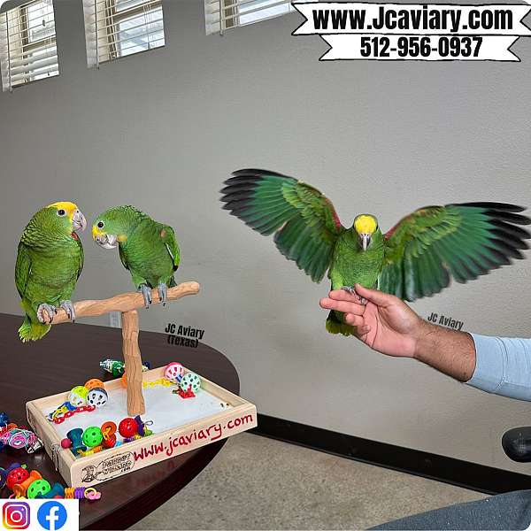 black-budgerigar-parakeet-for-sale