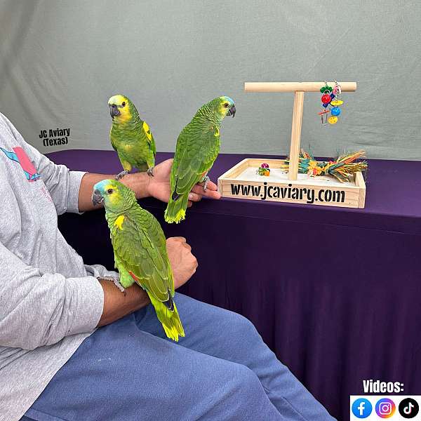 budgerigar-parakeet-for-sale