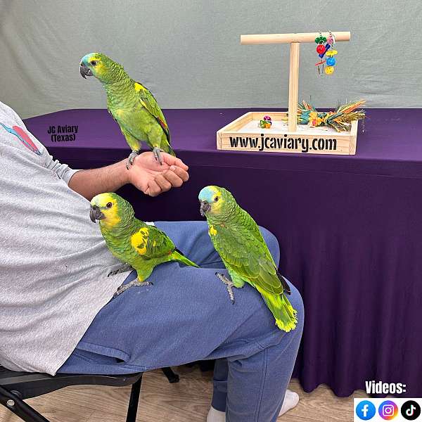 black-budgerigar-parakeet-for-sale