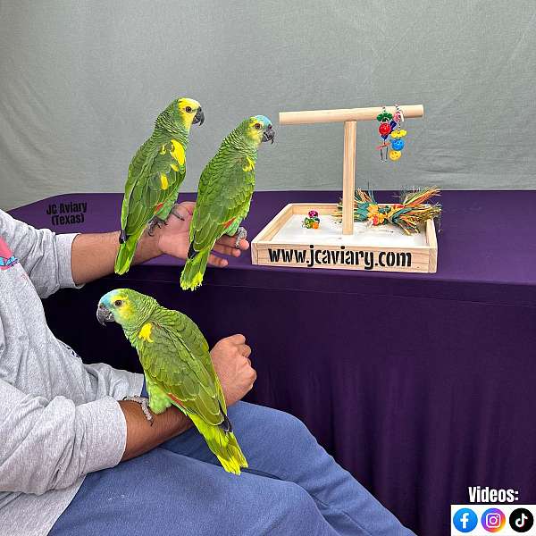 blue-budgerigar-parakeet-for-sale