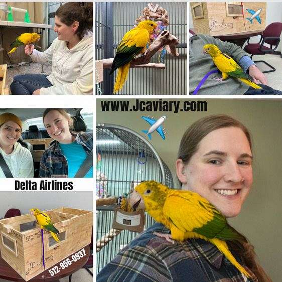 house-trained-golden-conure-for-sale