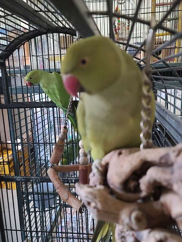 green-bonded-pair-handfed-bird-for-sale