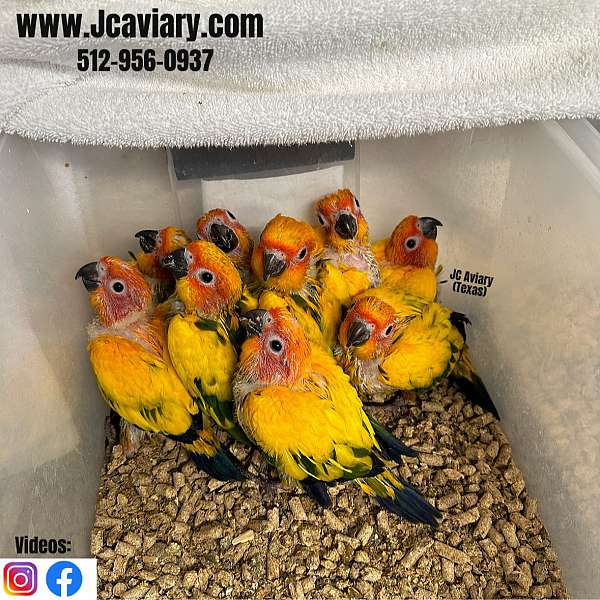 homing-mexican-red-amazon-parrot-for-sale