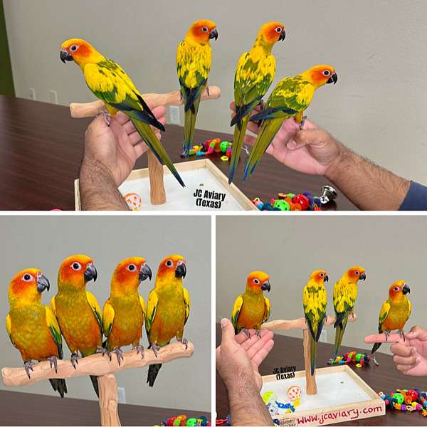 house-trained-mexican-red-amazon-parrot-for-sale