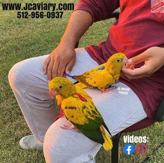 house-trained-mexican-red-amazon-parrot-for-sale