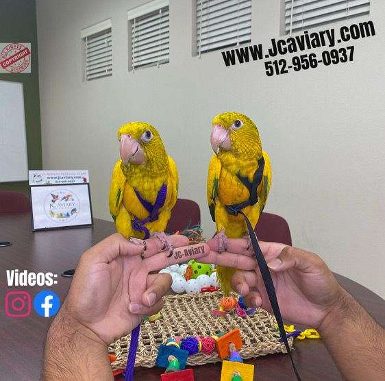 homing-mexican-red-amazon-parrot-for-sale