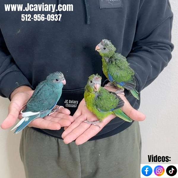 green-red-mexican-red-amazon-parrot-for-sale