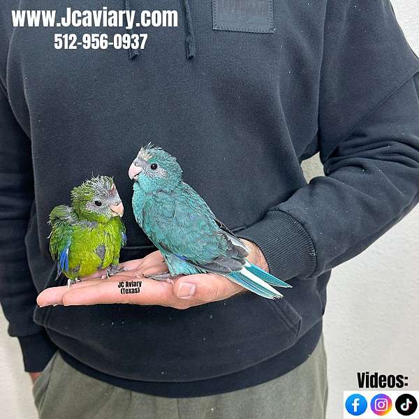 homing-mexican-red-amazon-parrot-for-sale