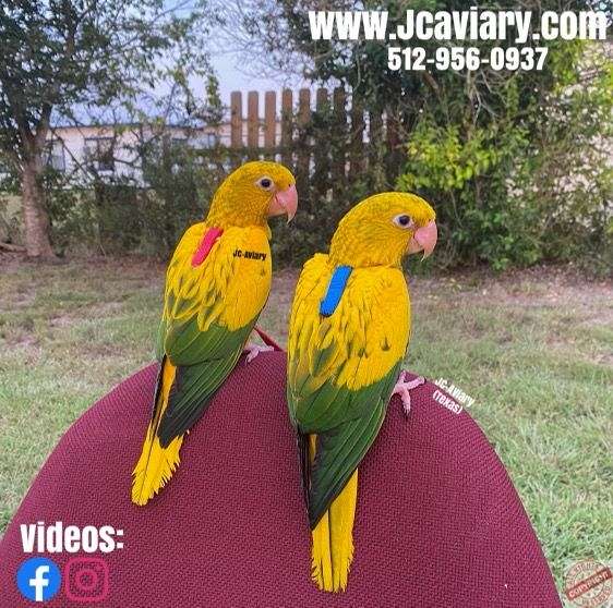 pet-mexican-red-amazon-parrot-for-sale