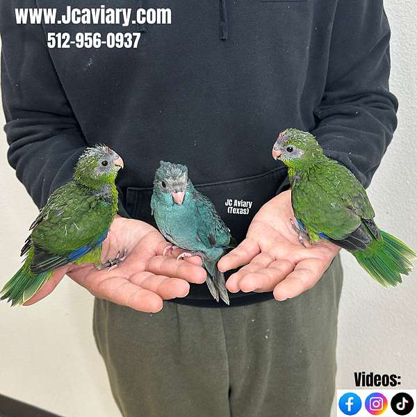 pet-mexican-red-amazon-parrot-for-sale