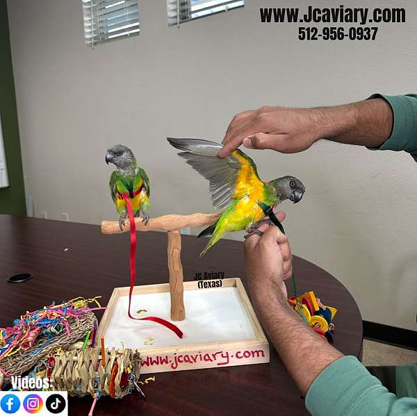 black-green-black-headed-caique-for-sale