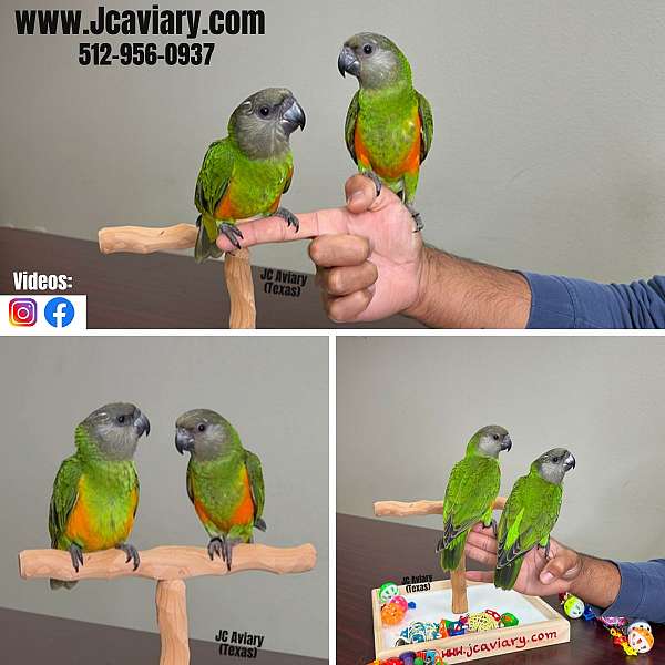 black-headed-caique-for-sale-in-austin-tx