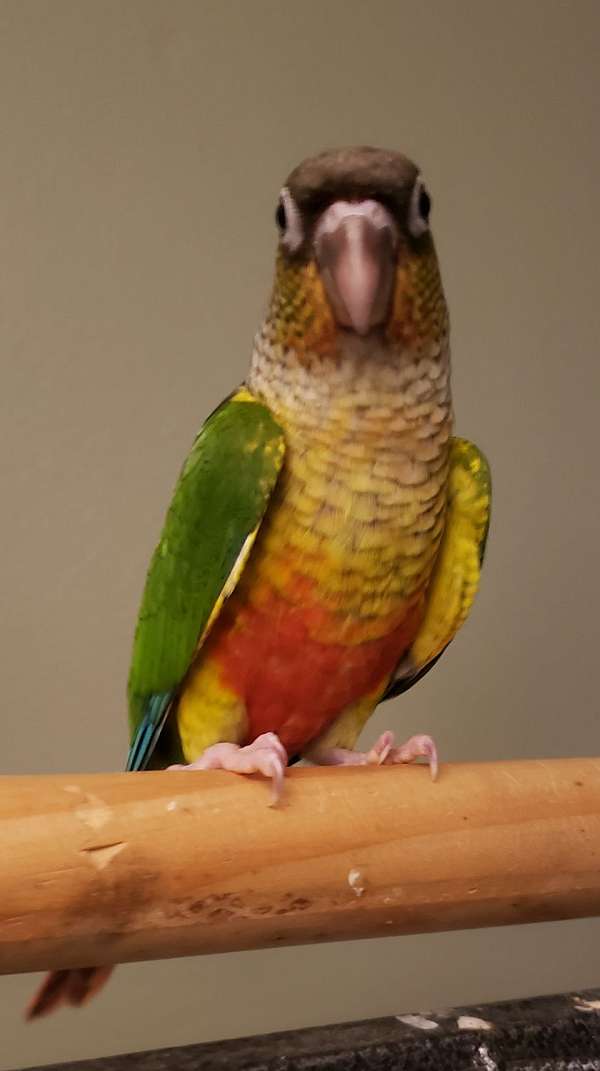 green-cheek-conure-for-sale-in-ward-ar