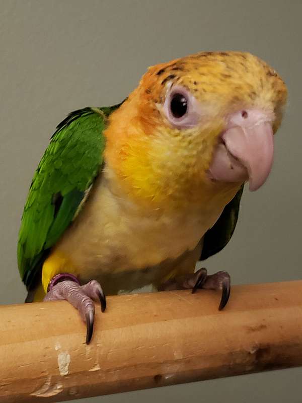 white-bellied-caique-for-sale-in-ward-ar