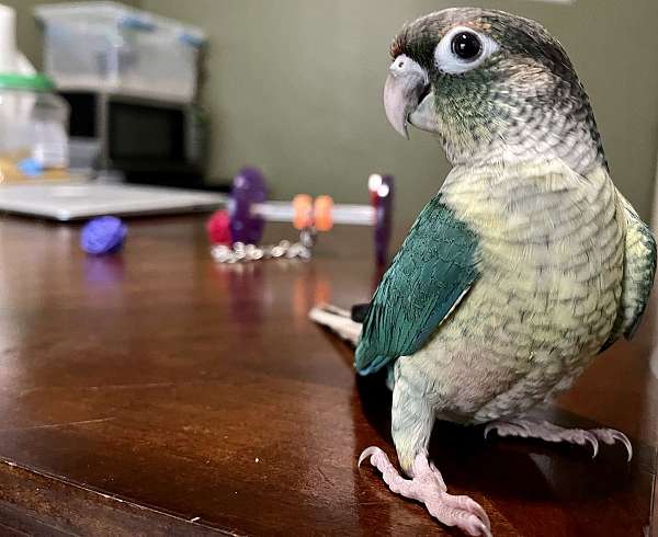 green-cheek-conure-for-sale-in-mansfield-tx
