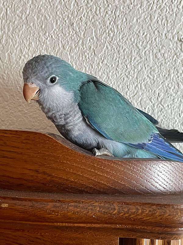 cute-pet-quaker-parrots-for-sale