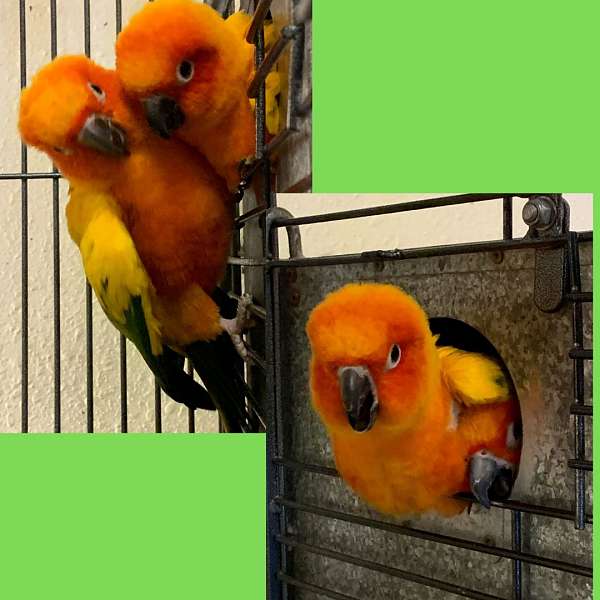 sun-conure-for-sale-in-milton-fl