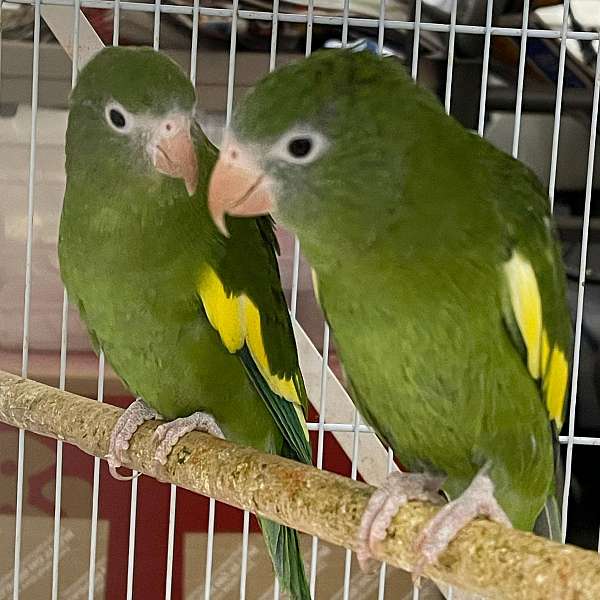 canary-parakeet-for-sale-in-mansfield-tx
