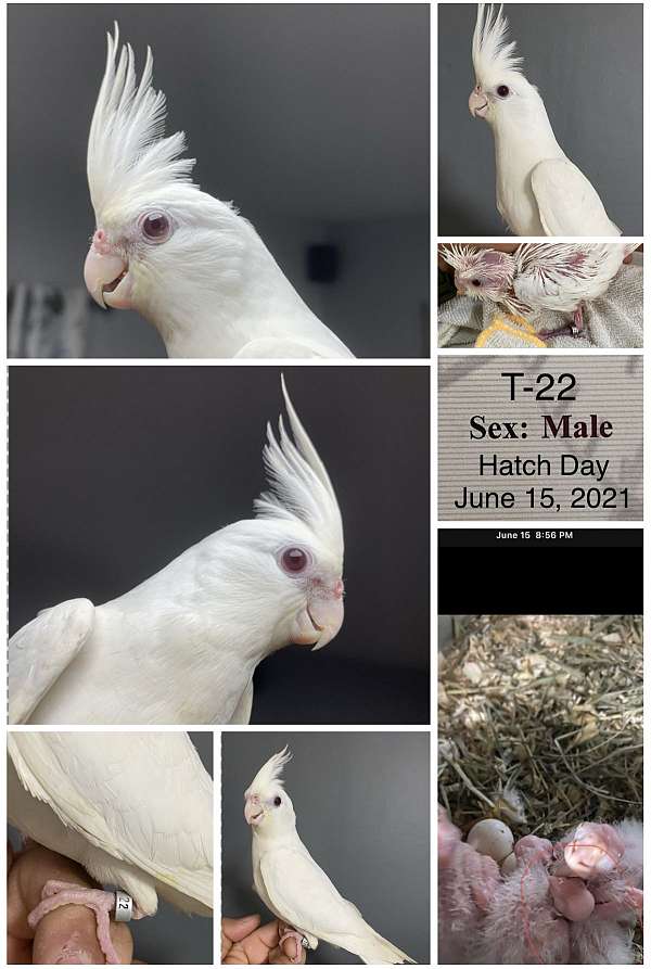 albino-white-bird-for-sale-in-whitinsville-ma