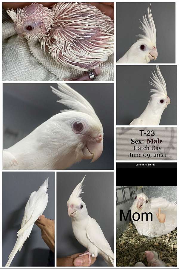 albino-white-house-trained-bird-for-sale