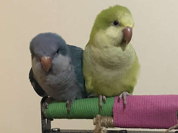 bonded-pair-bird-for-sale-in-lexington-sc