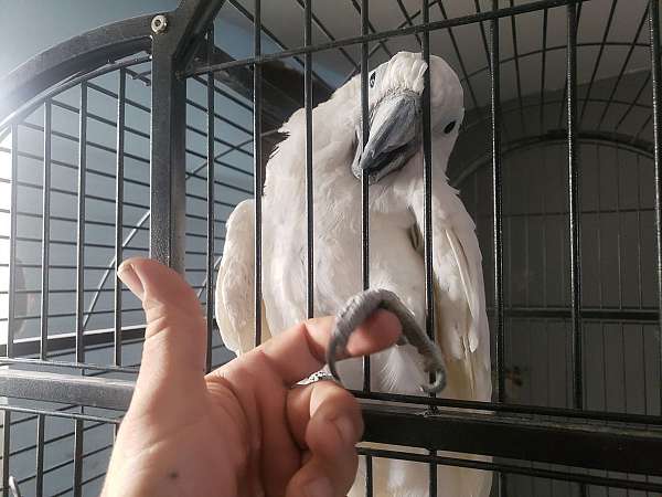 umbrella-cockatoo-for-sale-in-oxnard-ca