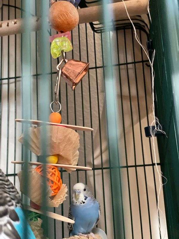 parakeet-for-sale-in-fort-collins-co