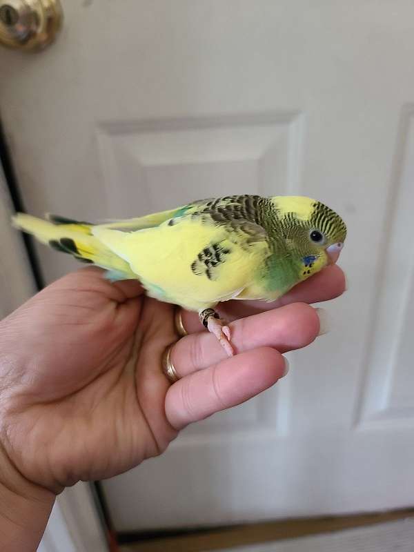 parakeet-for-sale