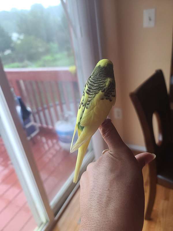 parakeet-for-sale